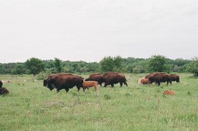 白天在绿草如茵的草地上养着一头棕色的奶牛
